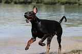 DOBERMANN 1117